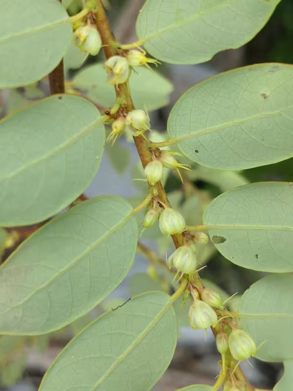 Phyllanthus mirabilis
