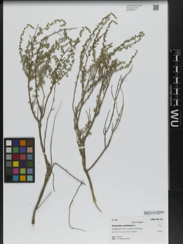 Ethiopian wormwood
