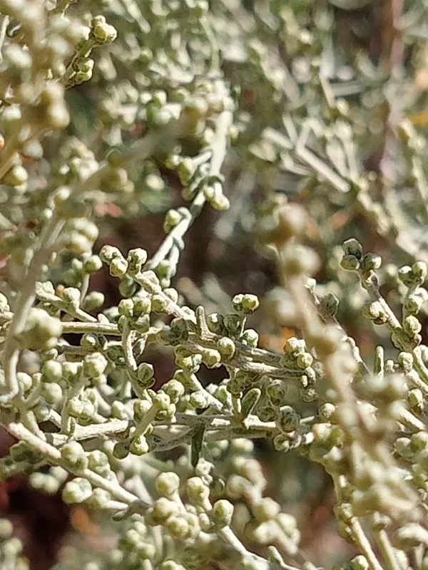 Barrelier's wormwood