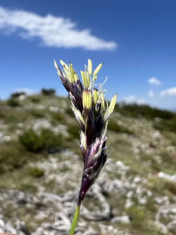 Apennine moor grass