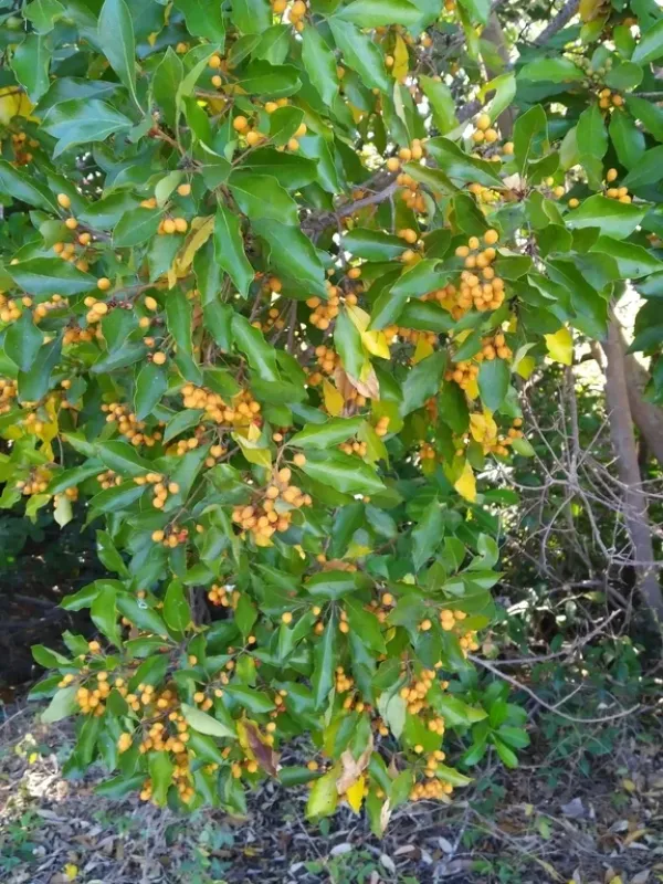 Rusty-leaf pittosporum