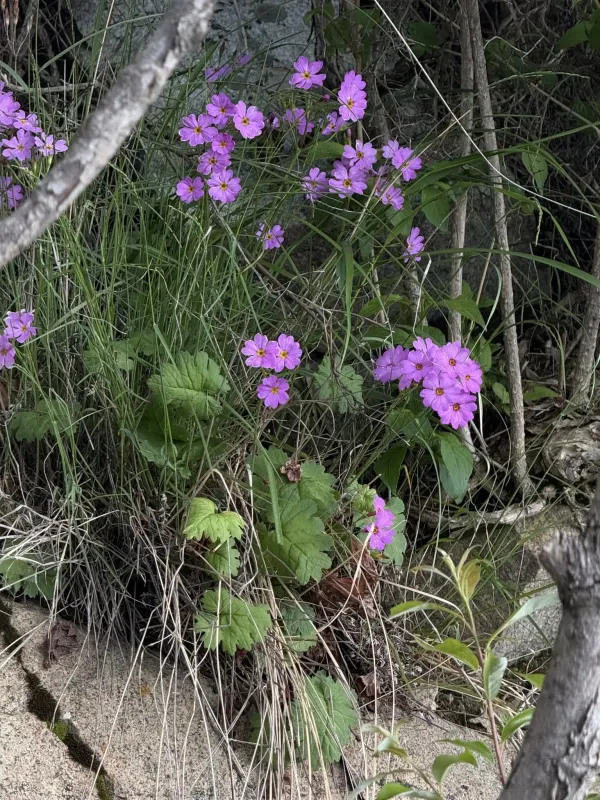 Primula saxatilis