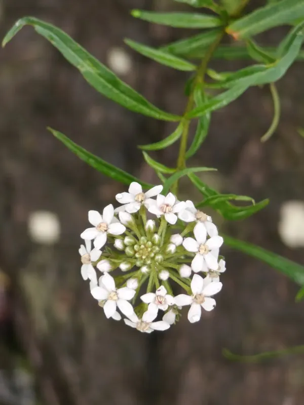 Lysimachia pentapetala