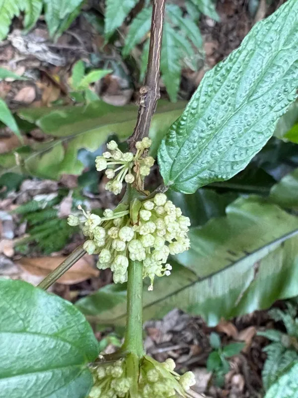 Boehmeria zollingeriana