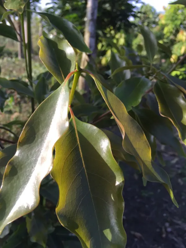 Phoebe formosana