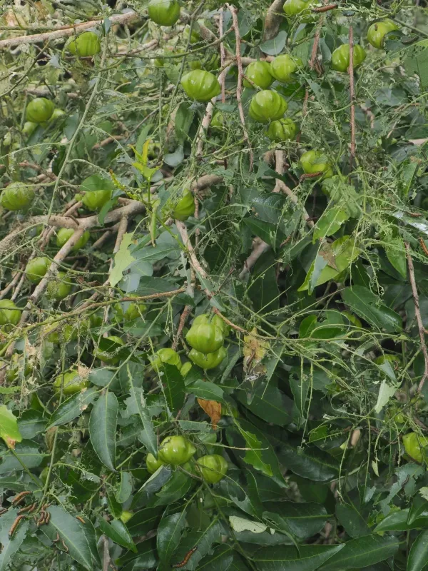 Склерокротон цельнокрайний