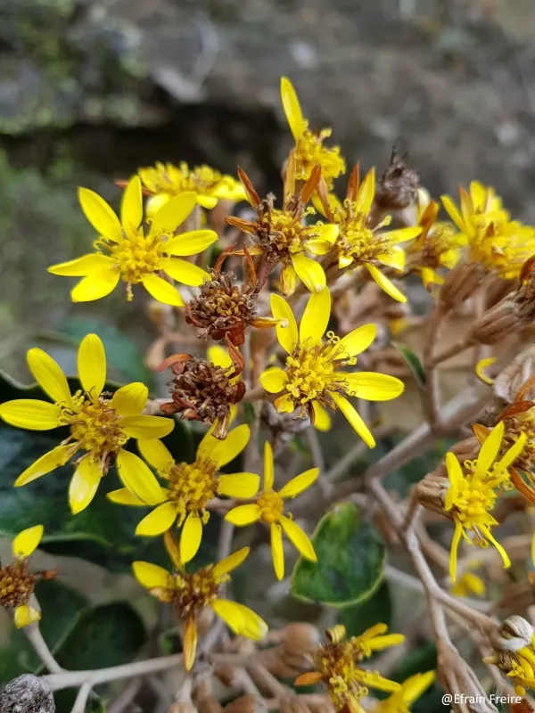 Gynoxis fuliginosa