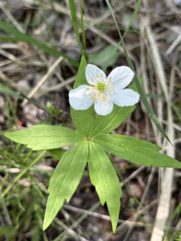 Forked anemone