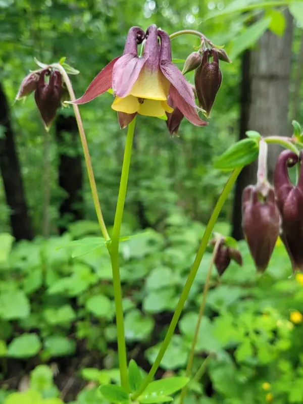 Aquilegia oxysepala