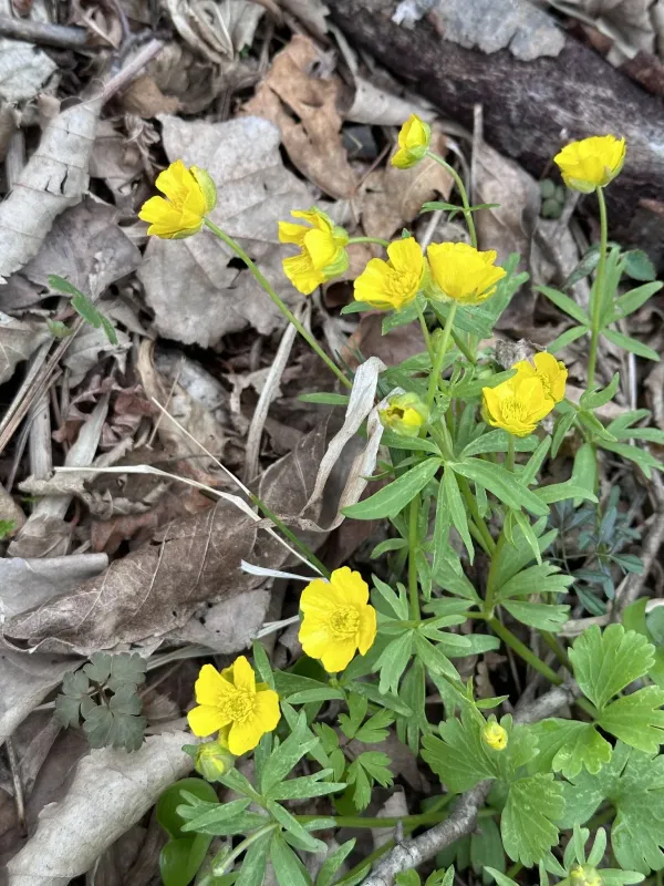 Ranunculus franchetii