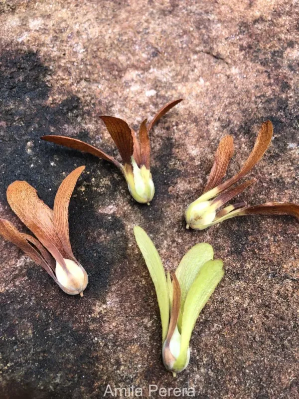 Shorea dyeri