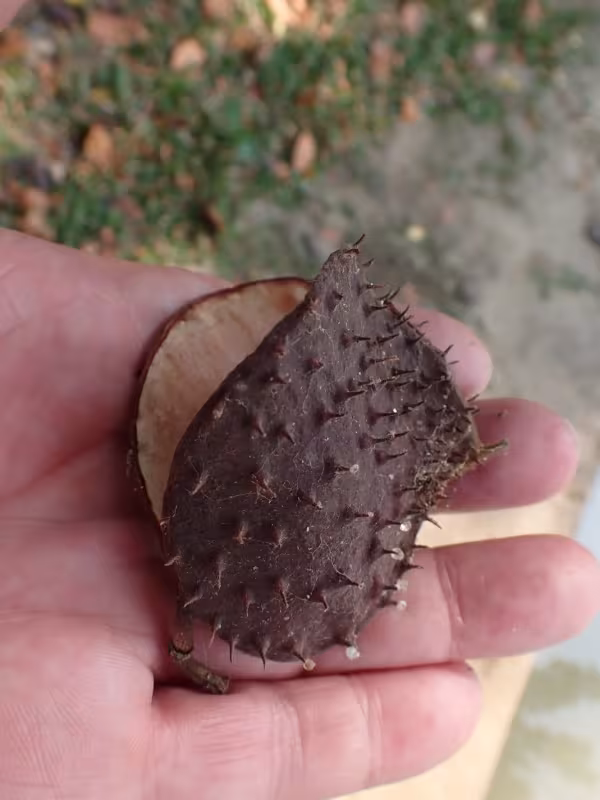 Sindora siamensis