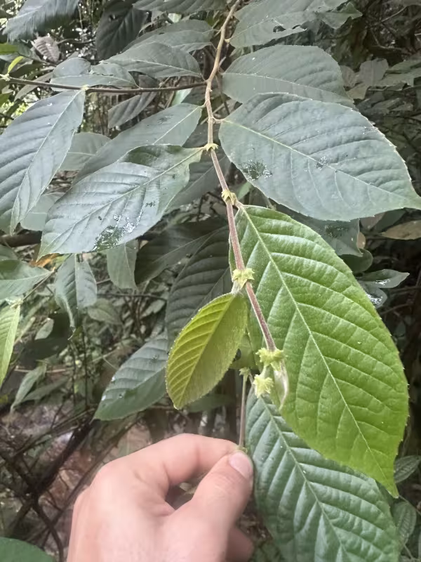 Elaeocarpus stipularis