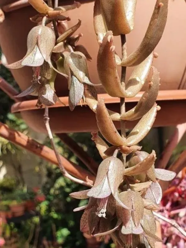 Kalanchoe guignardii