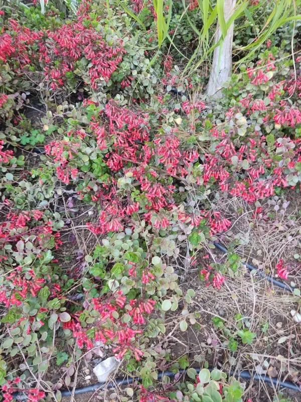 Kalanchoe manginii