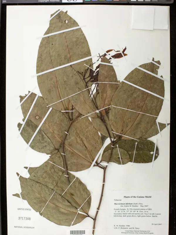 Macrolobium bifolium
