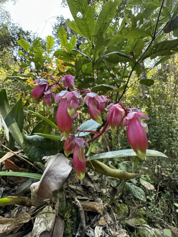 Kalanchoe porphyrocalyx