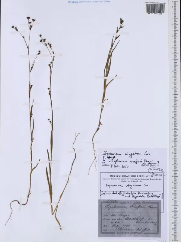 Bupleurum virgatum