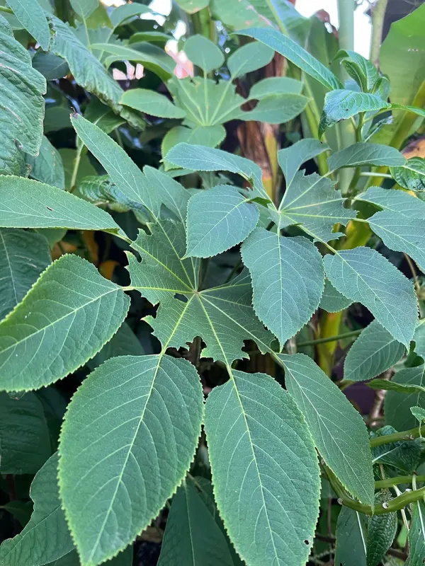 Brassaiopsis griffithii
