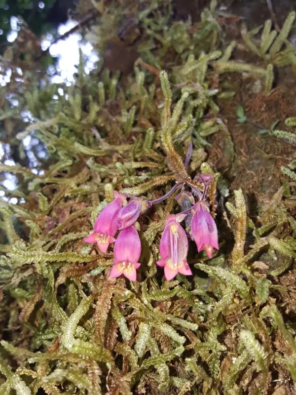 Kalanchoe uniflora