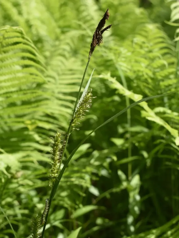 Dry-loving sedge