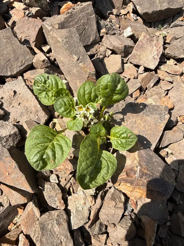 Mountain nightshade