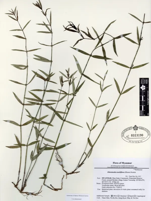 Oldenlandia tenelliflora