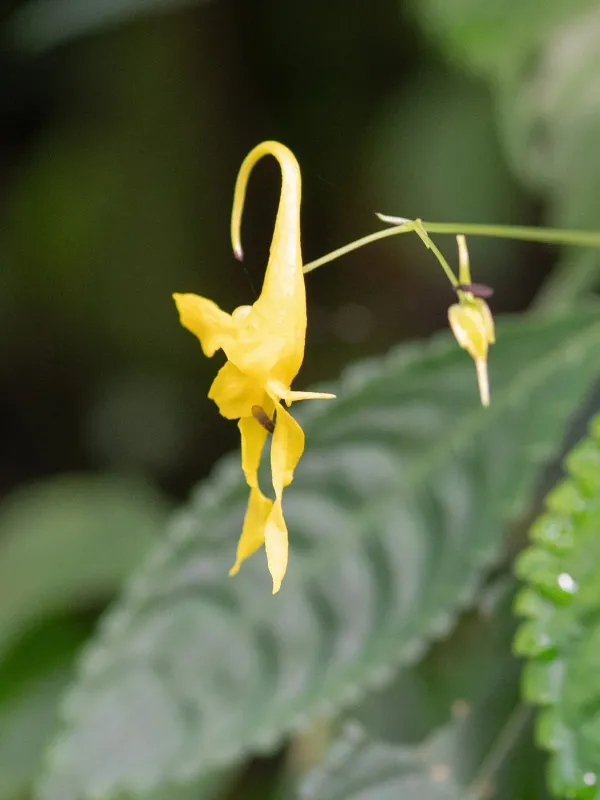 Impatiens drepanophora