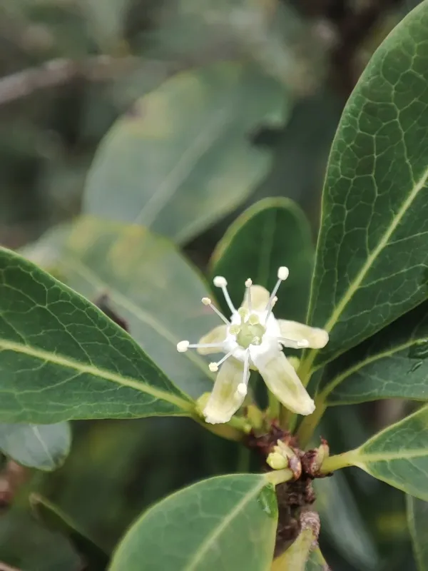Erythroxylum monogynum