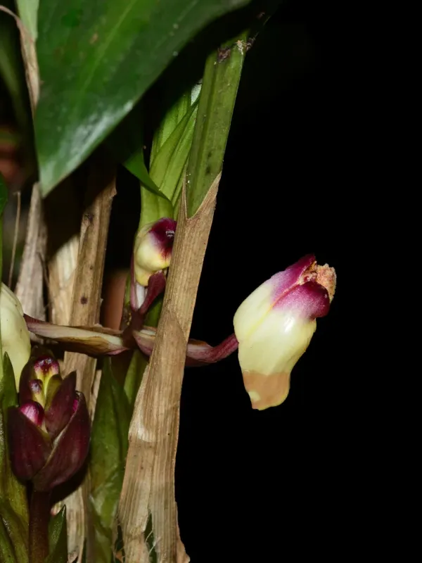 Acanthophippium bicolor
