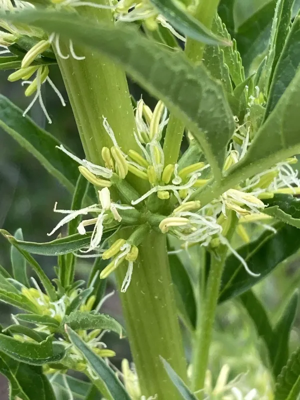 Datisca glomerata