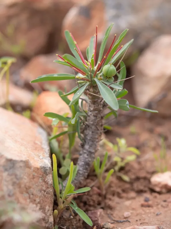 Loricata Spurge