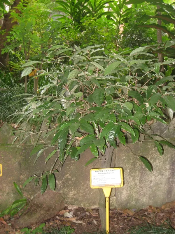 Elaeagnus loureiroi