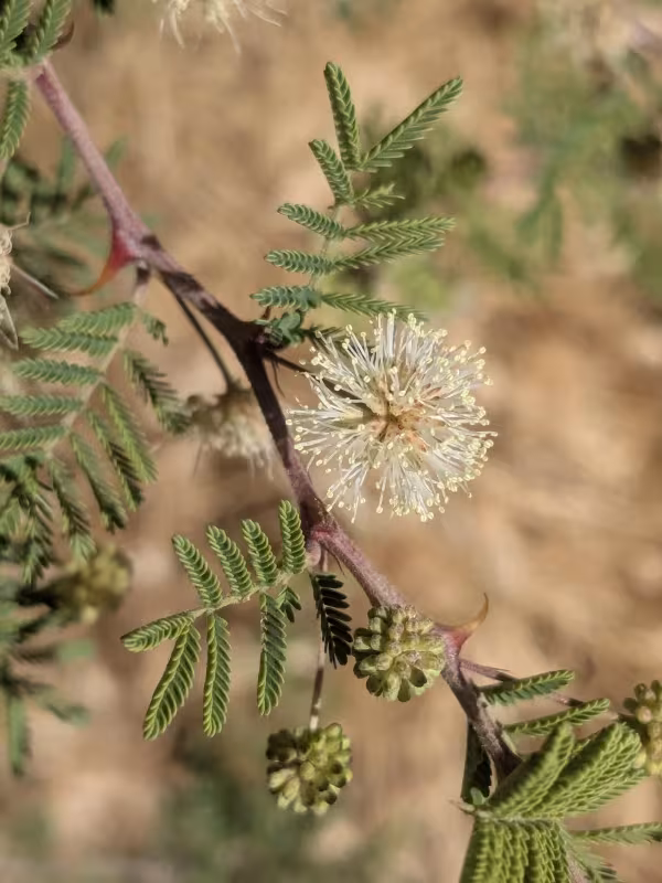 Mimosa aculeaticarpa