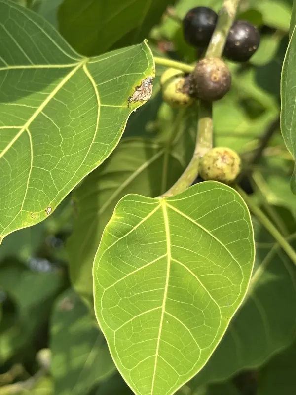 Ficus rumphii