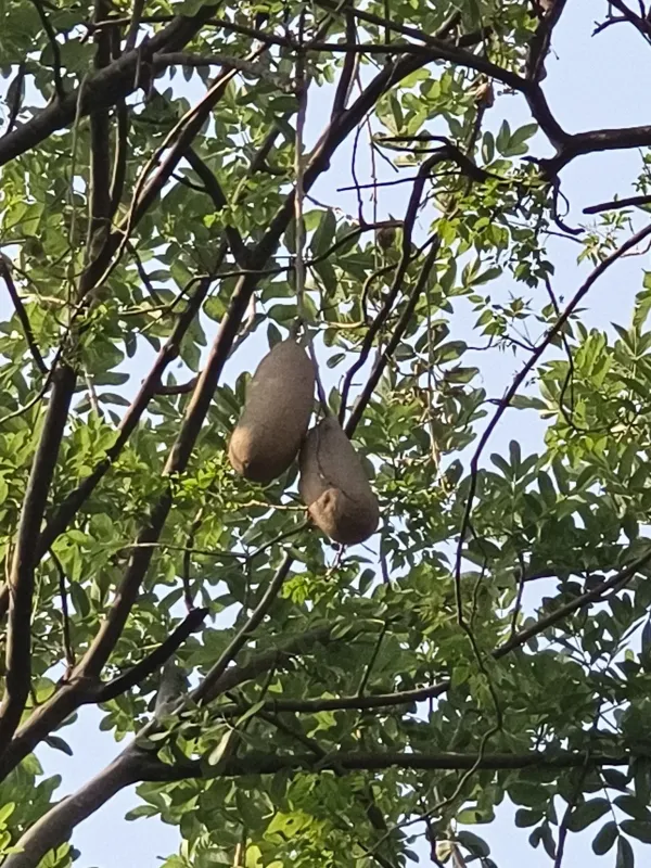 Kigelia africana