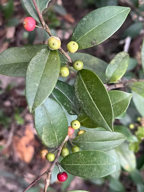 Ilex memecylifolia