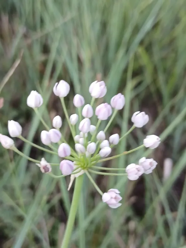 Allium anisopodium