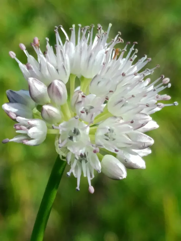 Allium splendens