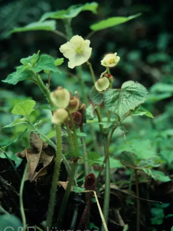 Begonia nepalensis