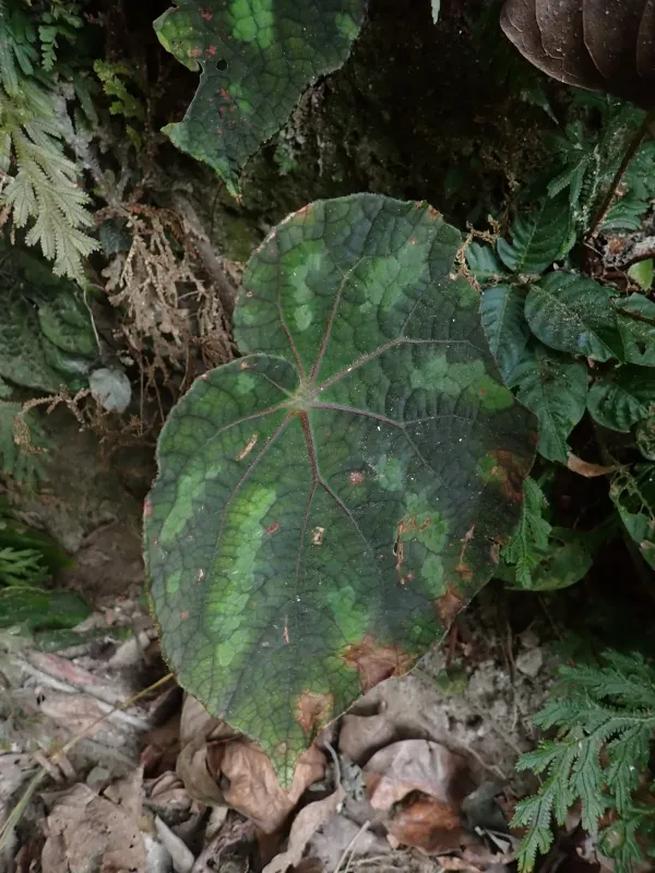 Begonia xanthina