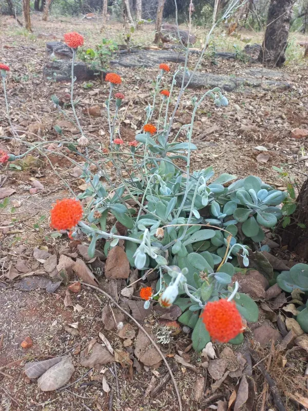 Kleinia fulgens