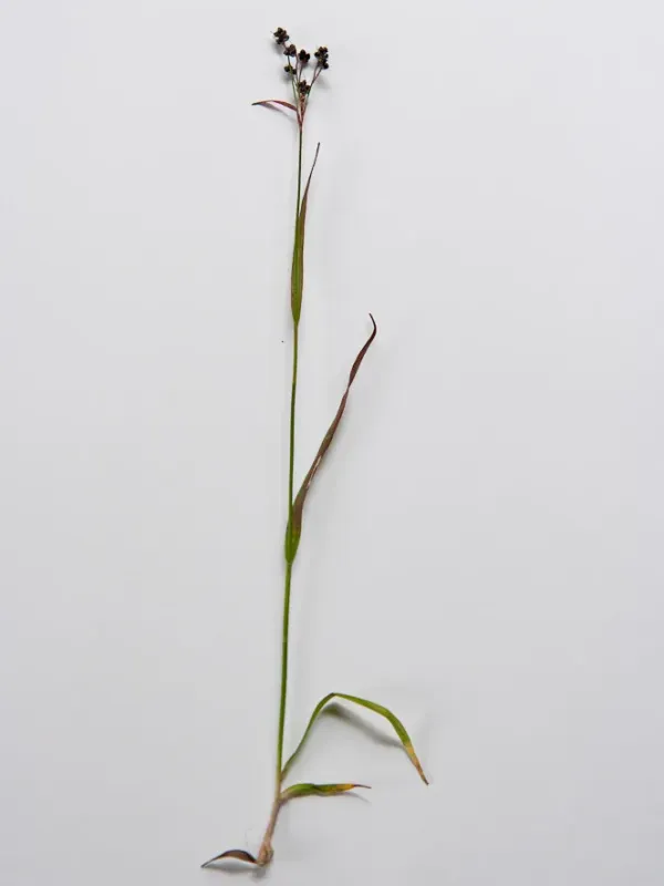Luzula oligantha