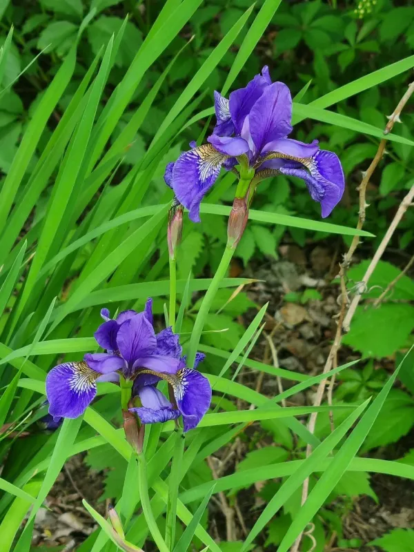 Blood iris