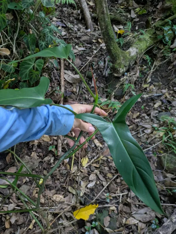 Mexican philodendron