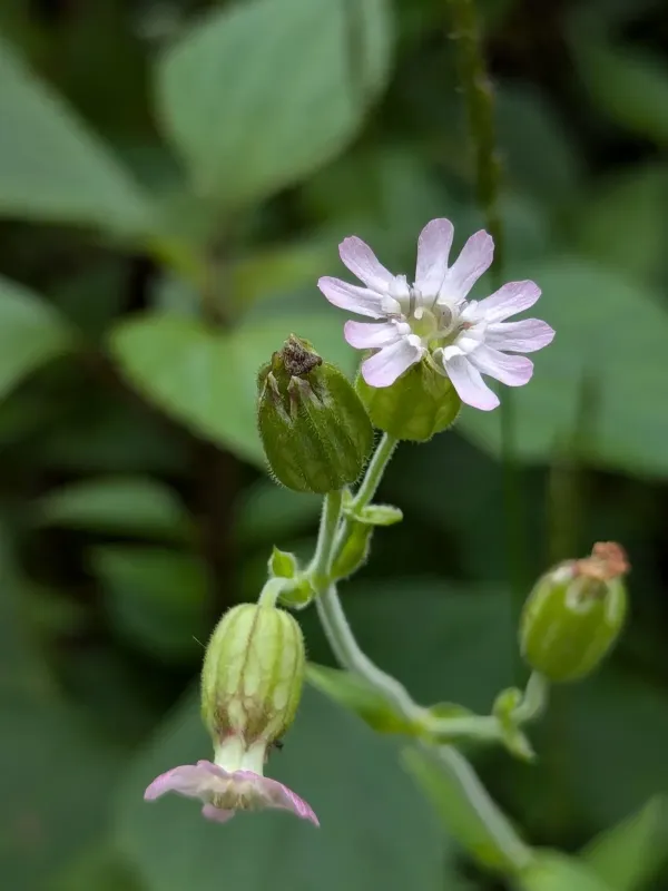Indian catchfly