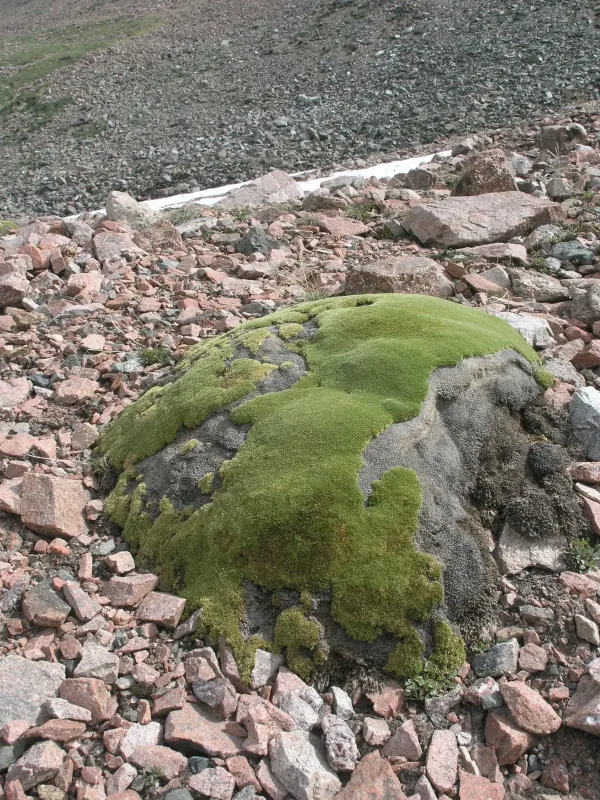 Thylacospermum caespitosum