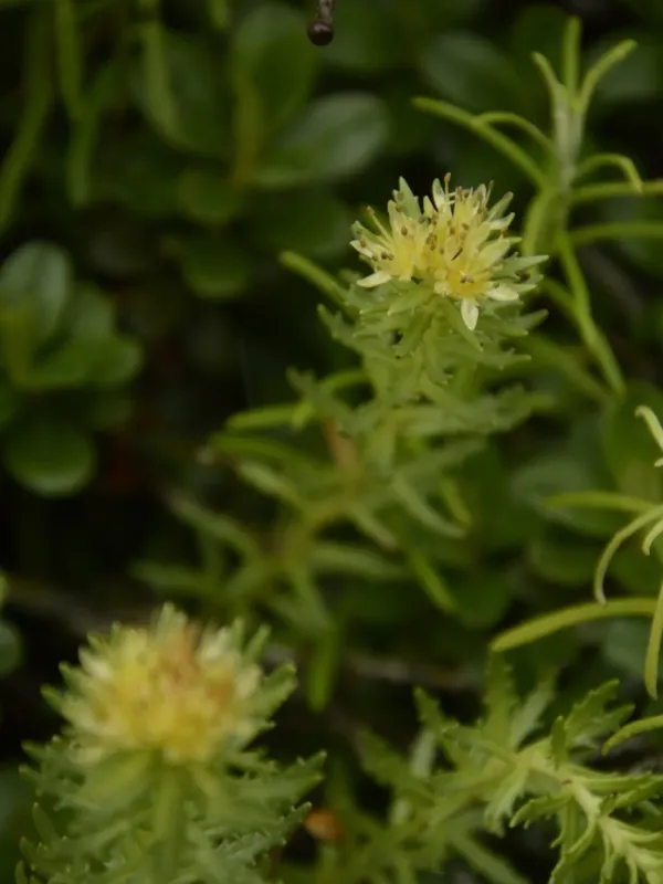 Rhodiola wallichiana
