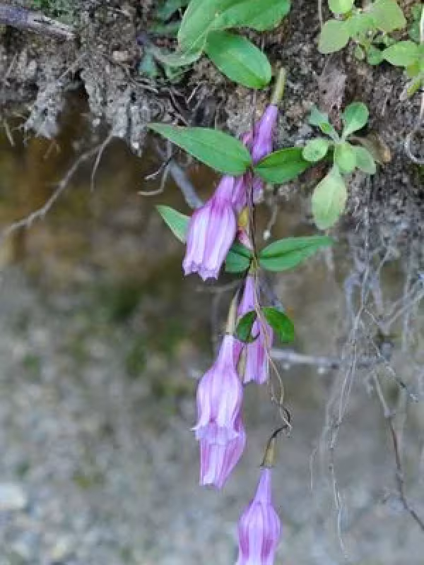 Crawfurdia campanulacea