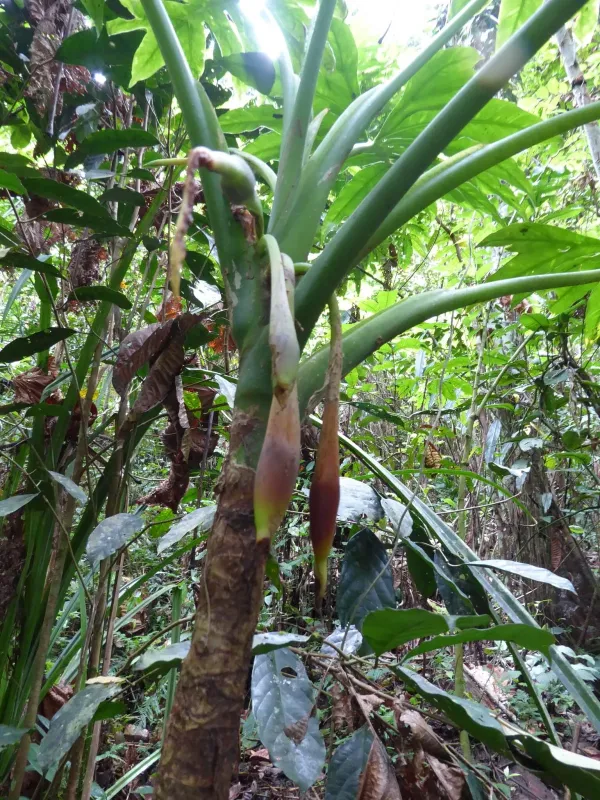 Alocasia brancifolia